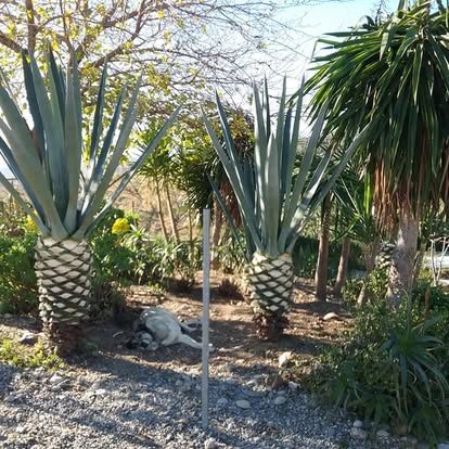 Agave and yucca garden with gravel paths