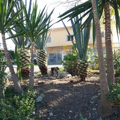 Established garden with yuccas and agaves